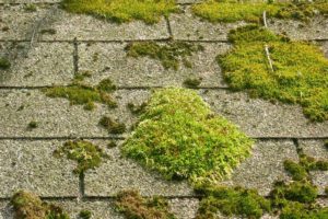 roof_moss1