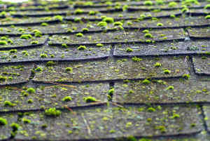 removing-moss-on-roofs