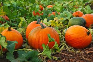 Pumpkin-Patch-