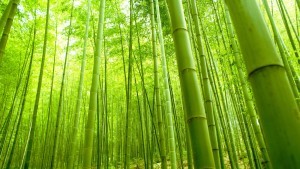 bamboo