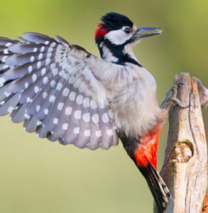 Angry Woodpecker