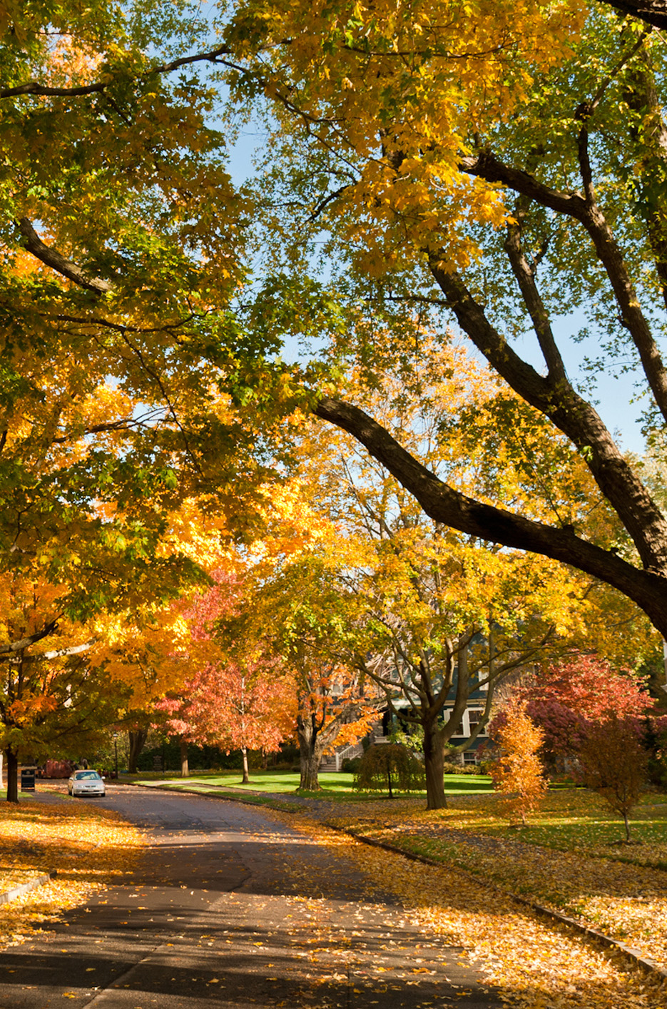 fall foliage on road